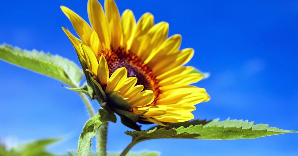Sonnenblume, die sich zum Licht dreht – Sinnbild der Positiven Psychologie